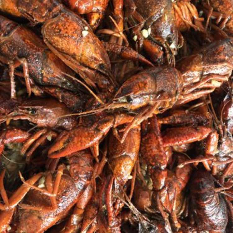 Live Crawfish